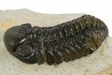 Detailed Austerops Trilobite - Nice Eye Facets #311072-1